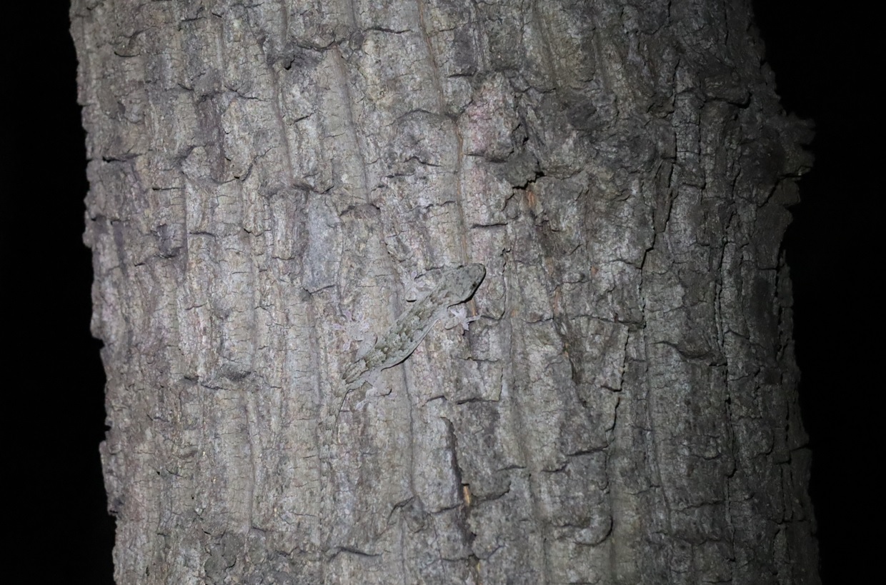 ヤモリ_No.1のクヌギ_クワガタ達のオアシス_2023年8月28日19時25分 気温29.7度